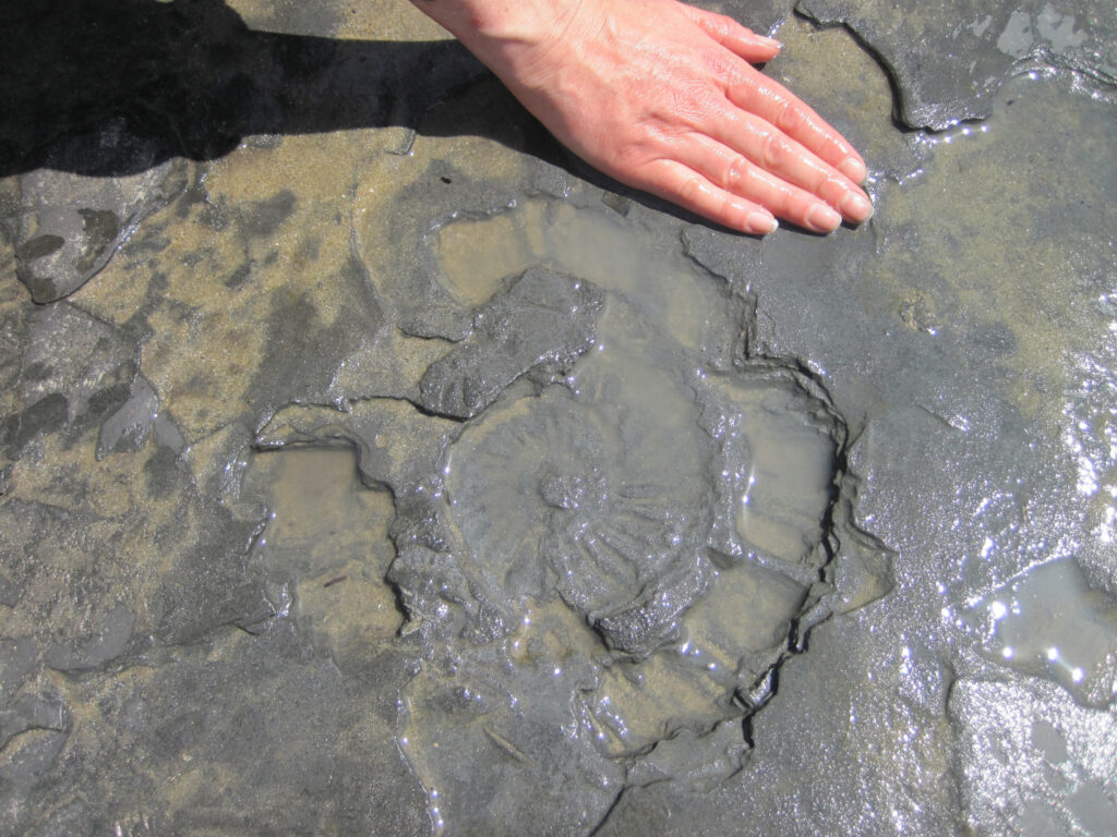 Fossili Hunting in West Dorset