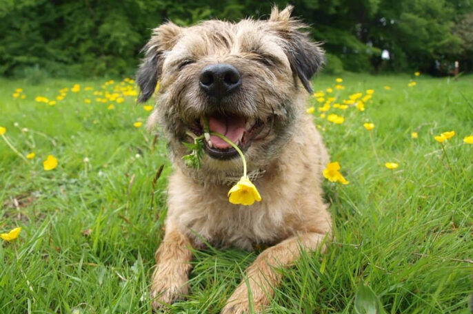 Dog friendly Holiday Parks in Dorset