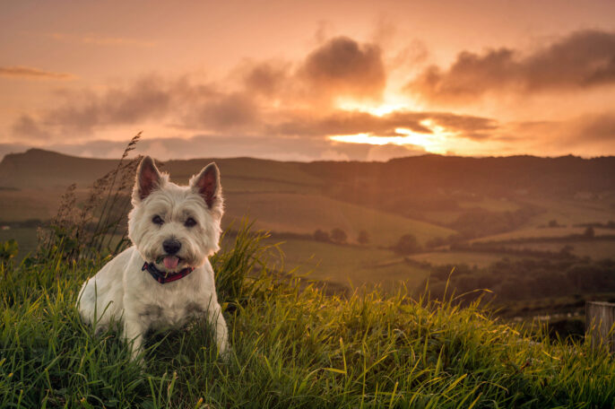 Dog friendly Holiday Parks in Dorset