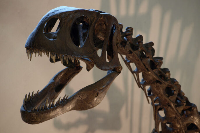 Dinosaurland Fossil Museum - Things to do in Dorset