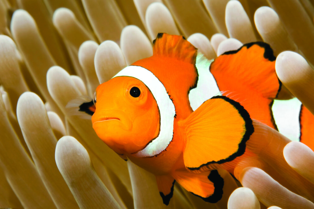 bournemouth oceanarium