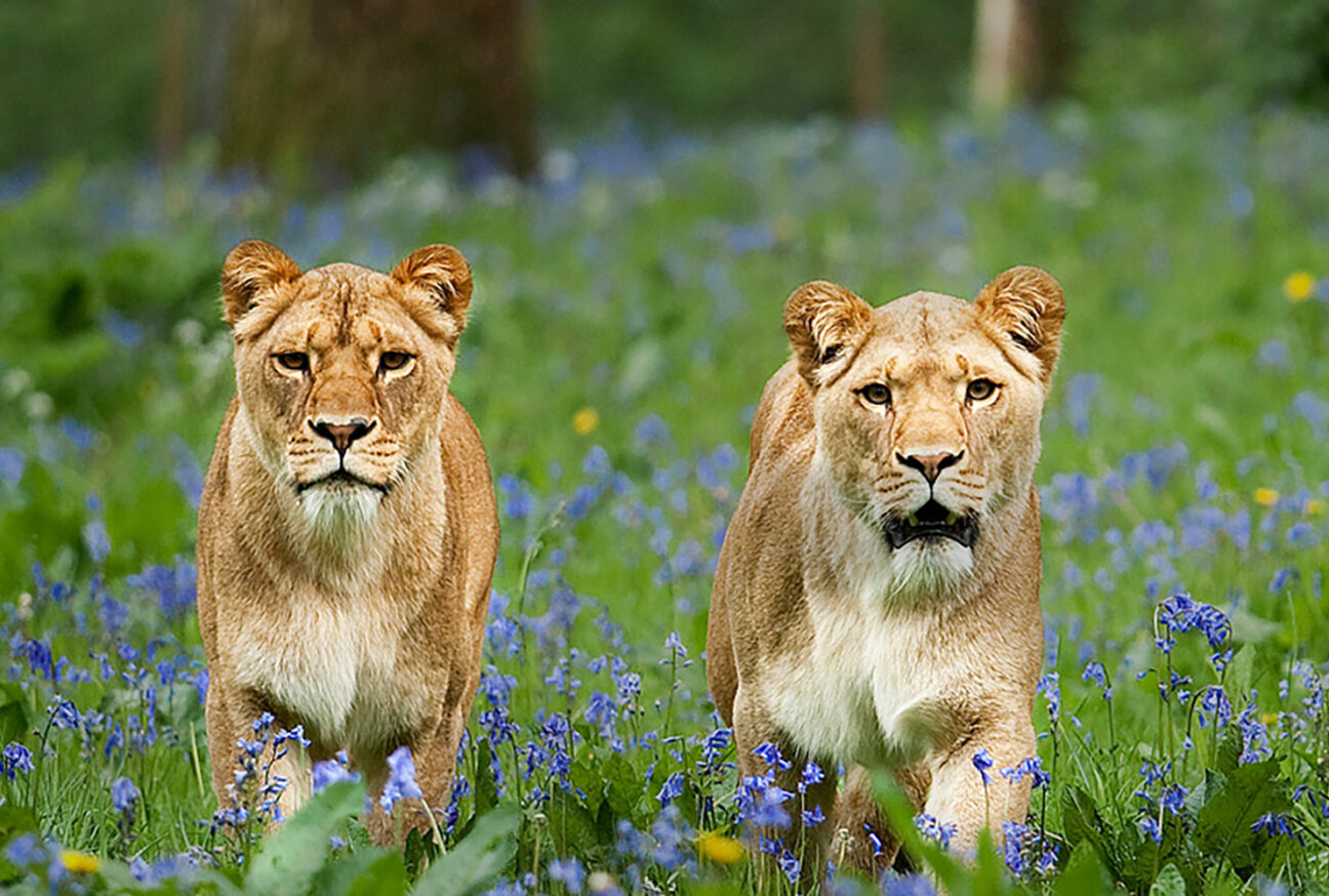Longleat