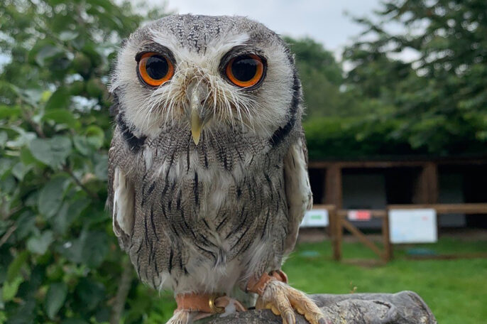 Owl at the Dorset Falconry Park