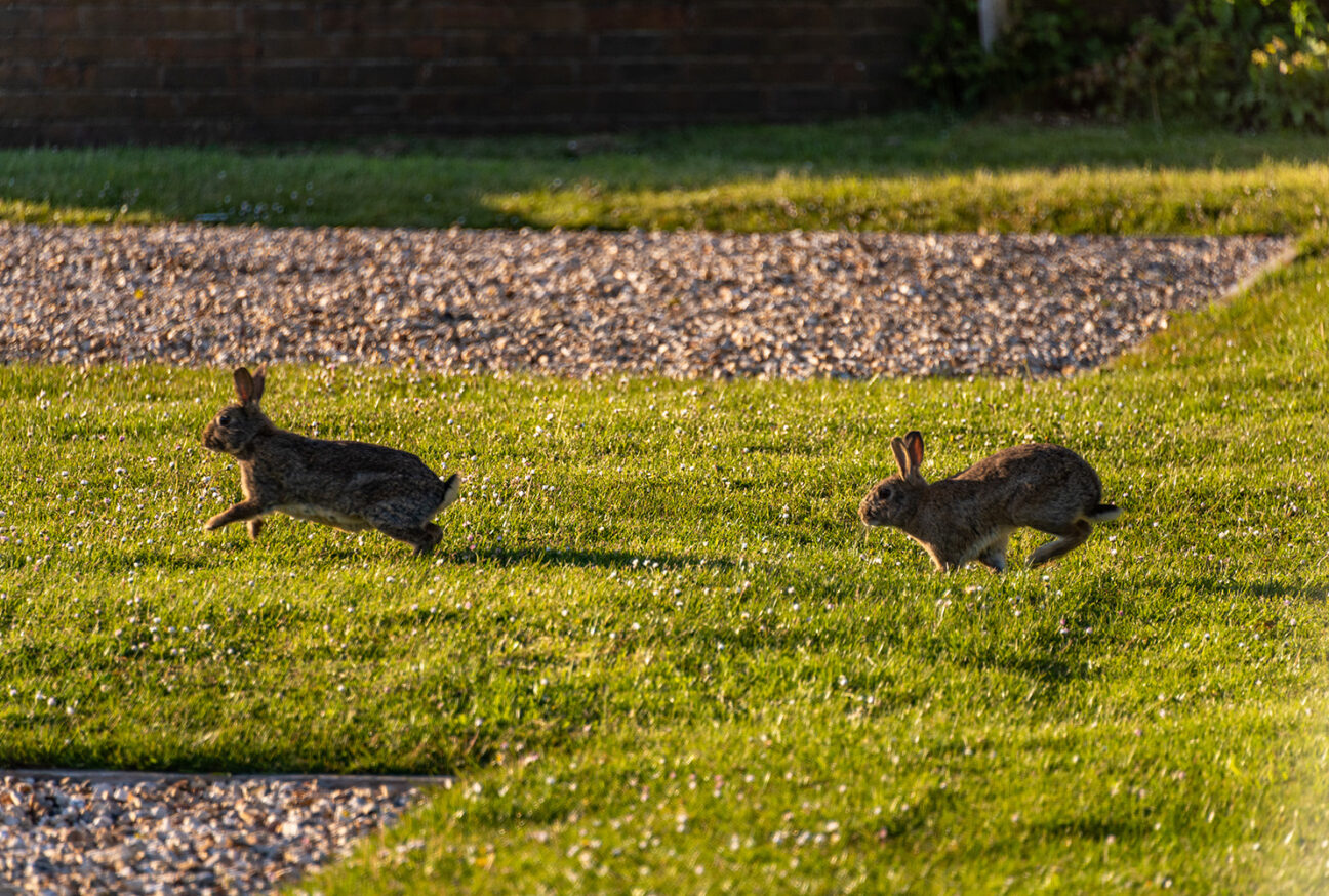 rabbits at highlands end holiday park