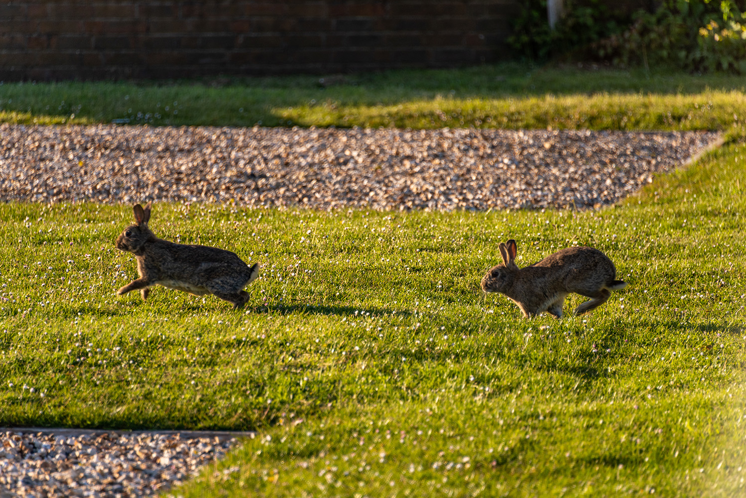 rabbits at highlands end holiday park