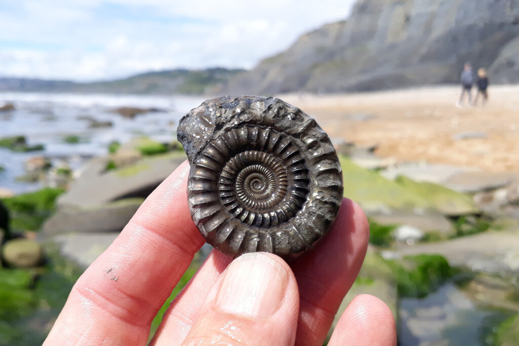Escape The Everday Fossil Hunting