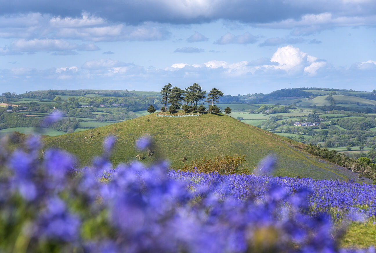 bluebells and colmer's hill in Dorset