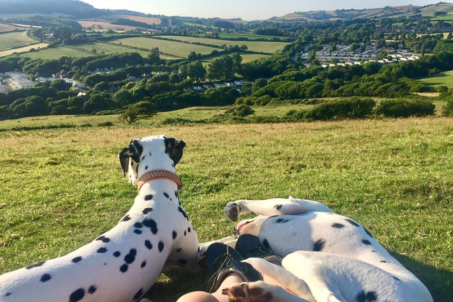 two Dalmatians in the dog friendly exercise area at golden cap holiday park in Dorset