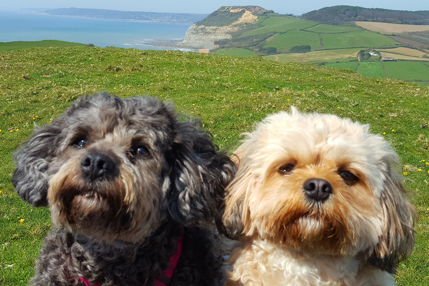 two dogs in the dog exercise area at golden cap holiday park
