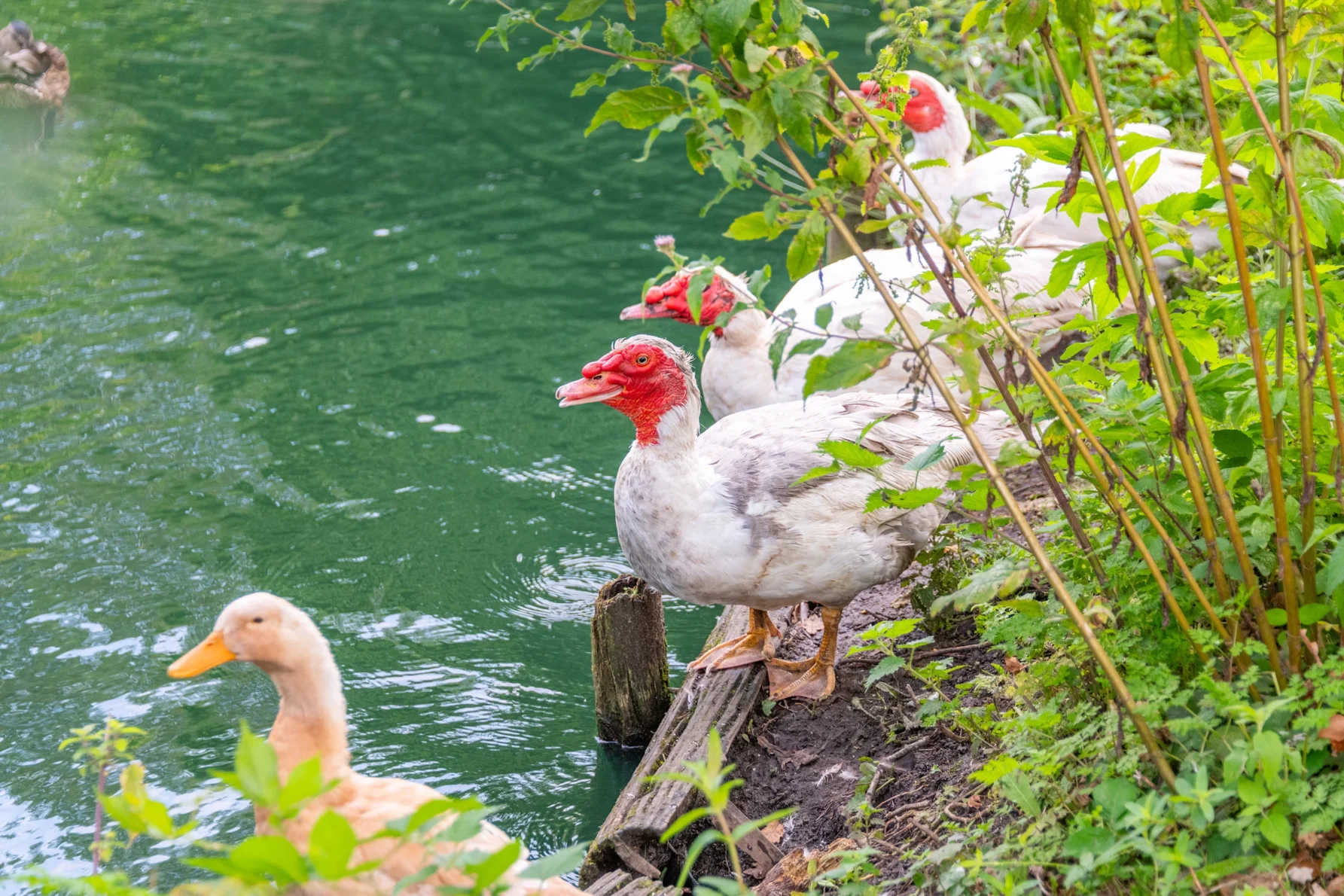 West Dorset Leisure Holidays