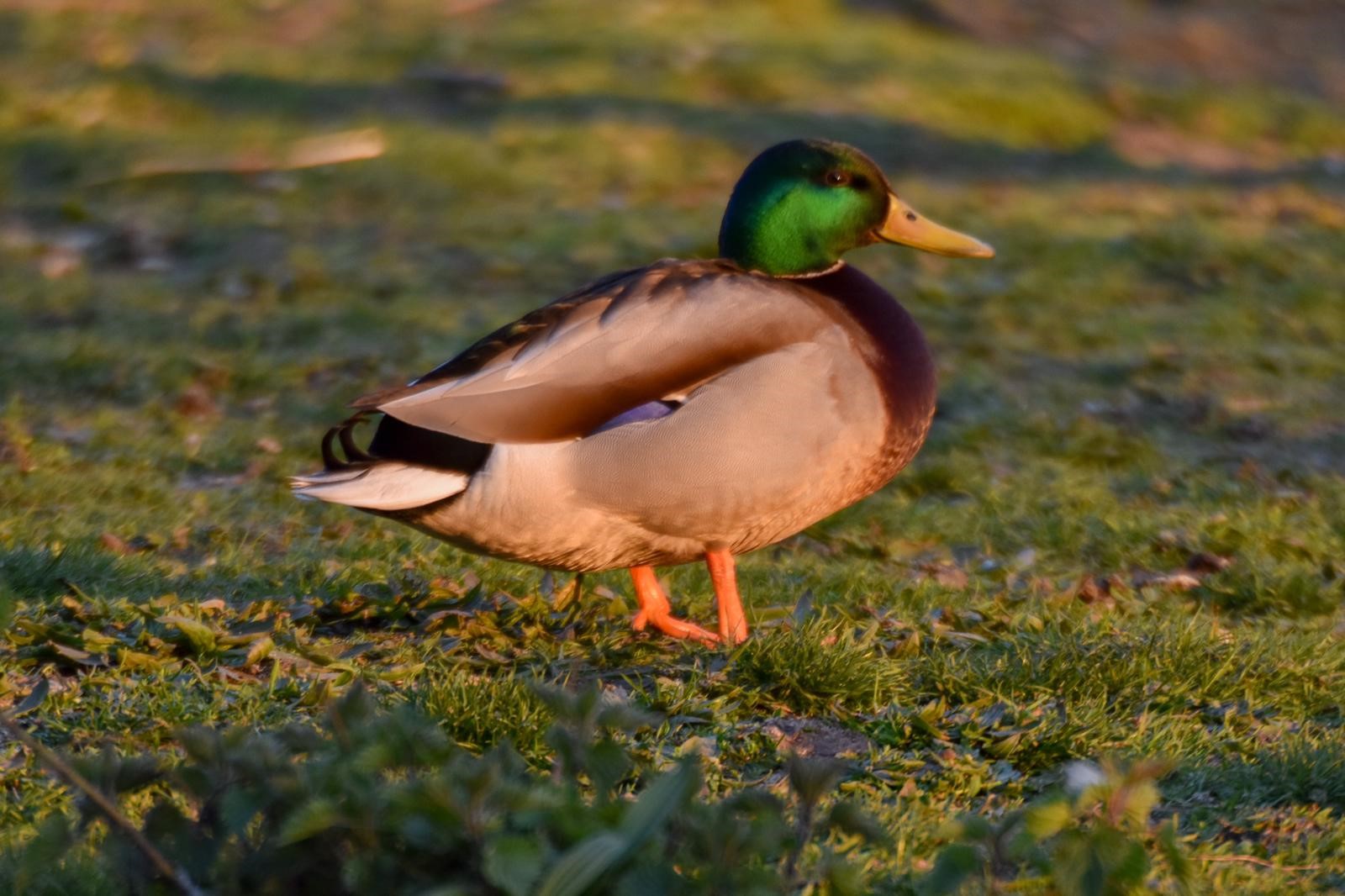 mallard duck sandyholme holiday park