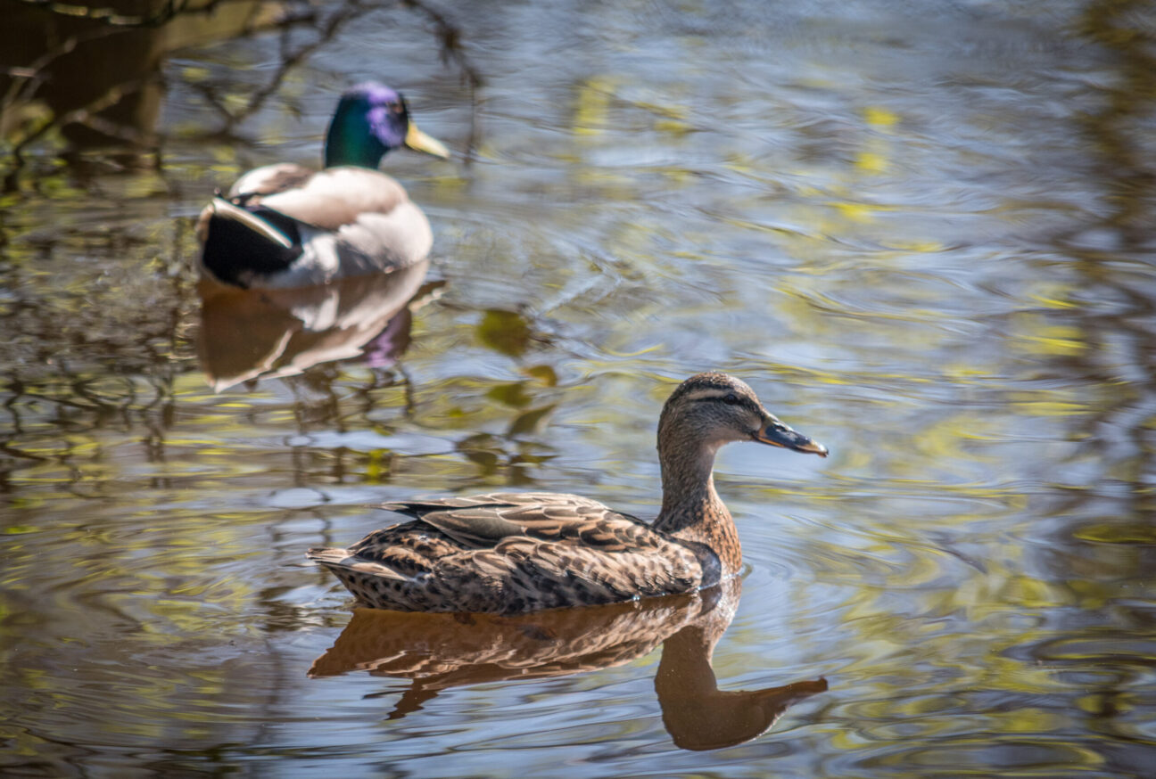 duck pond at sandyholme holiday park