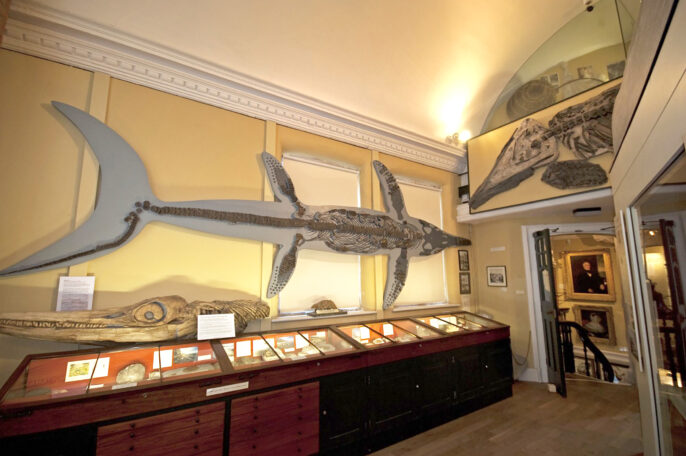 fossil display at lyme regis museum