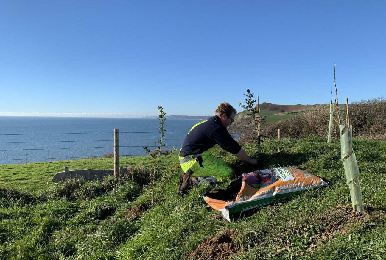 planting trees on the jurassic coast at highlands end holiday park