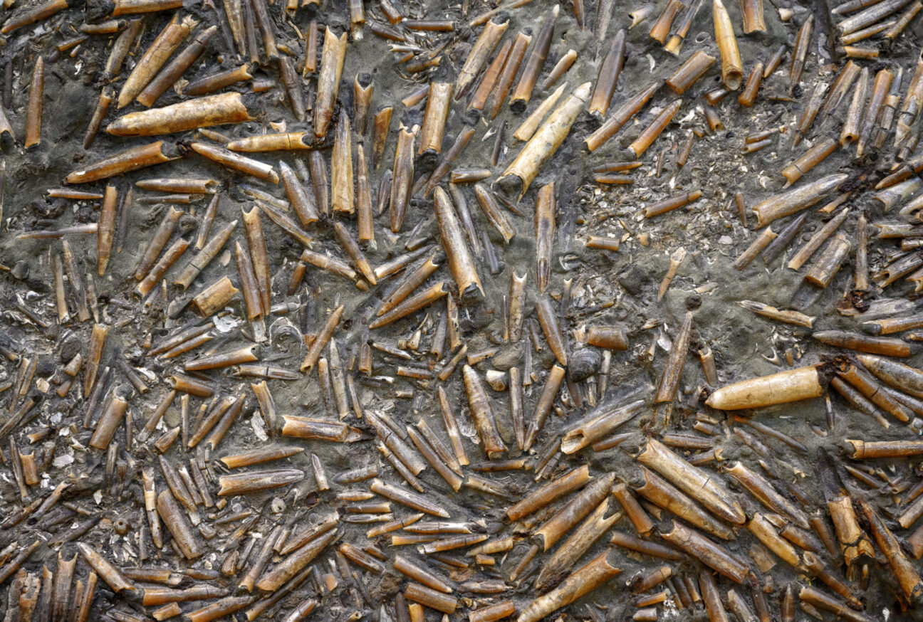 Belemnites fossil