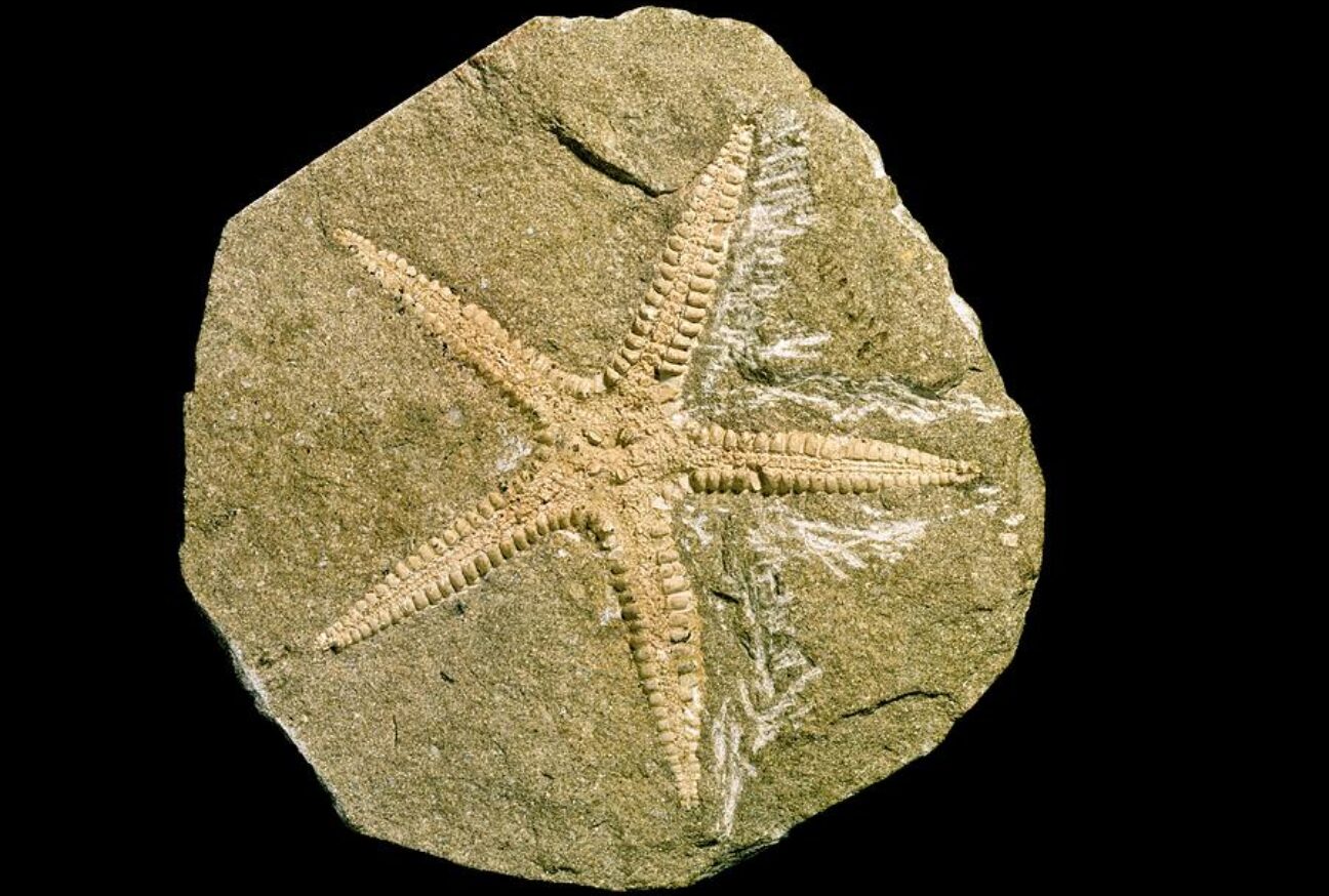 fossils in dorset