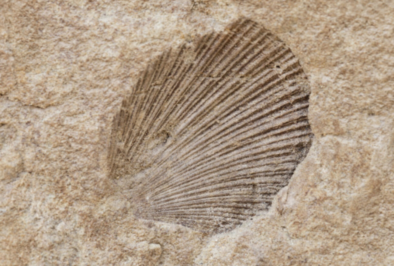 fossil in dorset