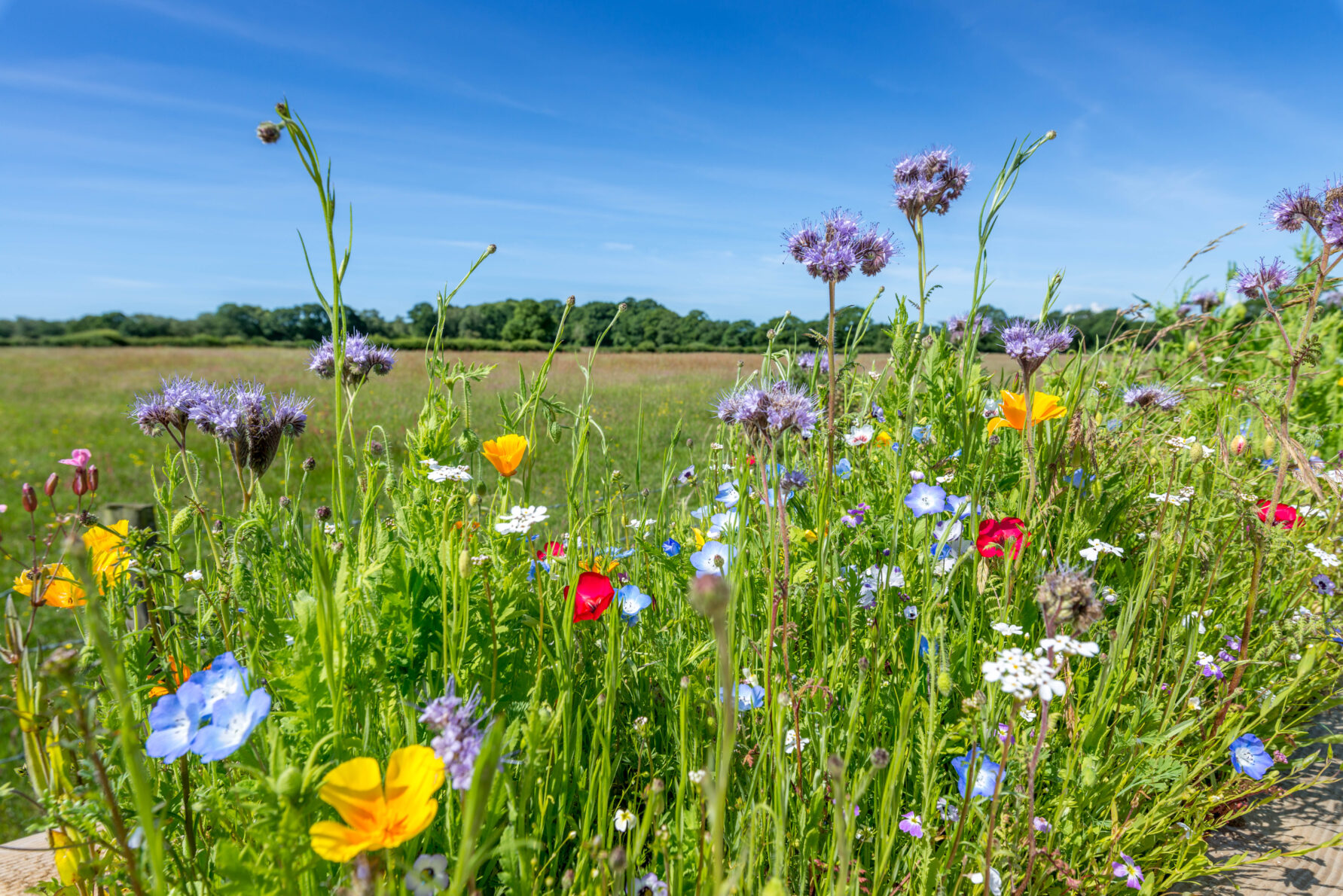 West Dorset Leisure Holidays