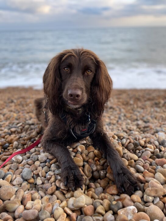 portrait shot of dog on shingle beach in dorset south west england