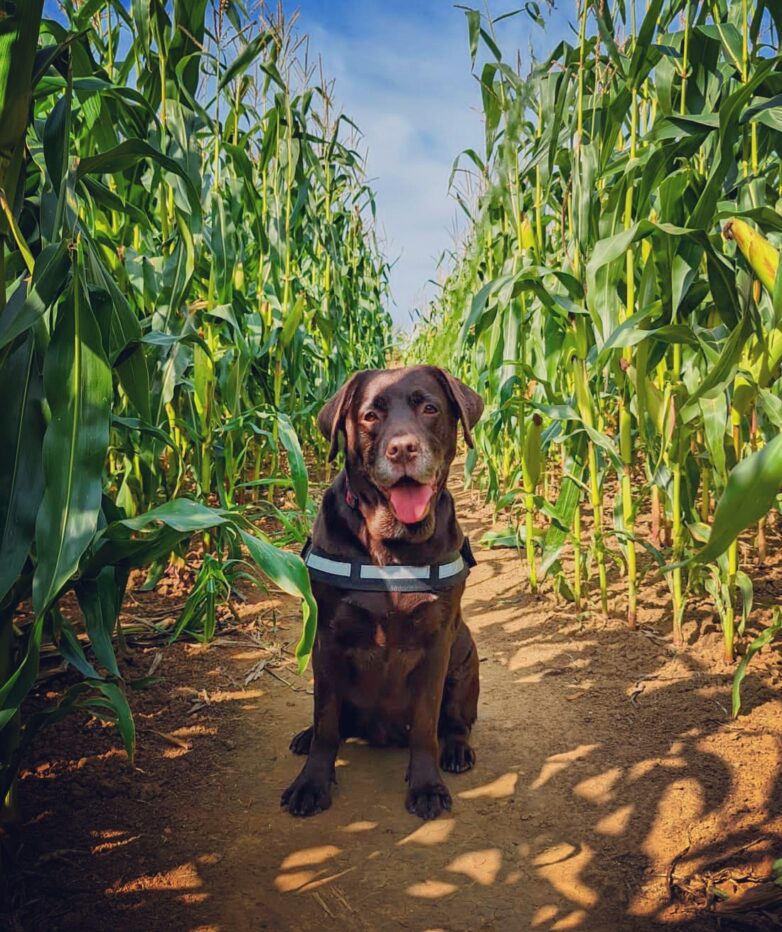 dog posing in corn field in dorset graston copse