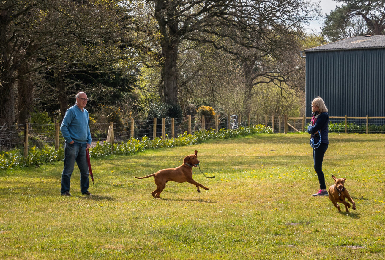 dogs playing at sandyholme holiday park in dorset south west england