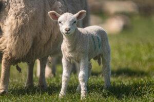 baby lamb in dorset, south west england