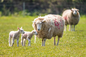 baby lamb and mother in dorset, south west england