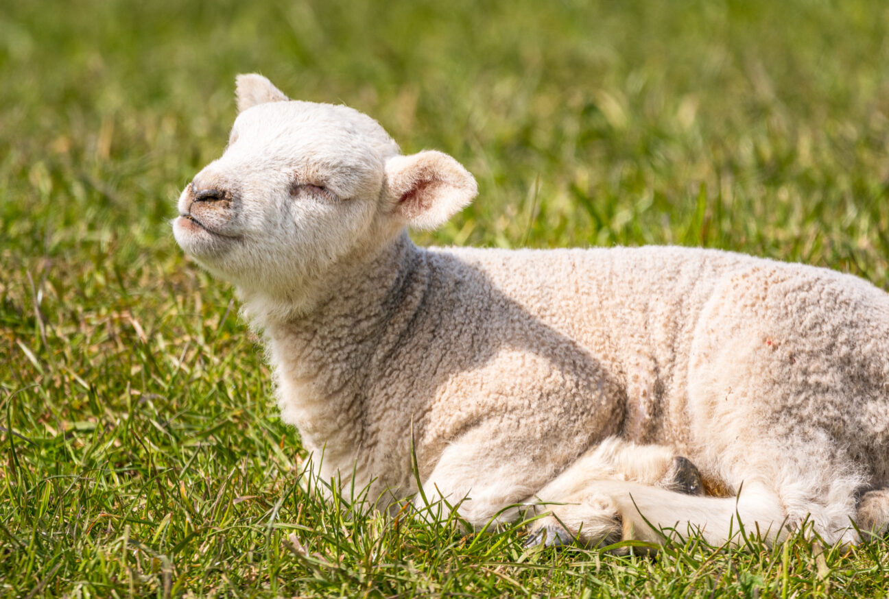 baby lamb in dorset, south west england