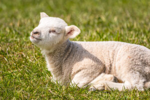 baby lamb in dorset, south west england