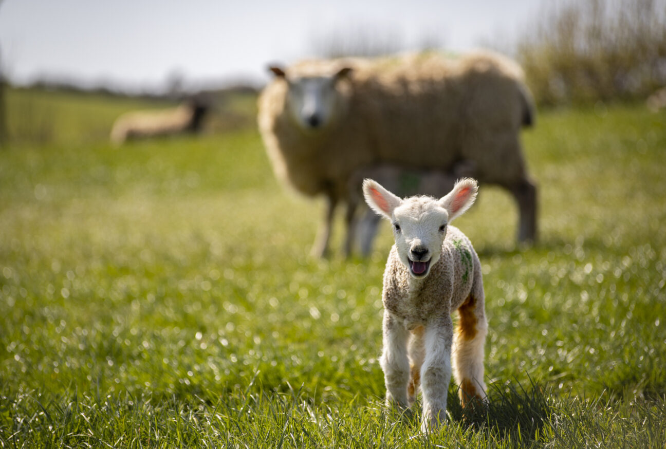 West Dorset Leisure Holidays