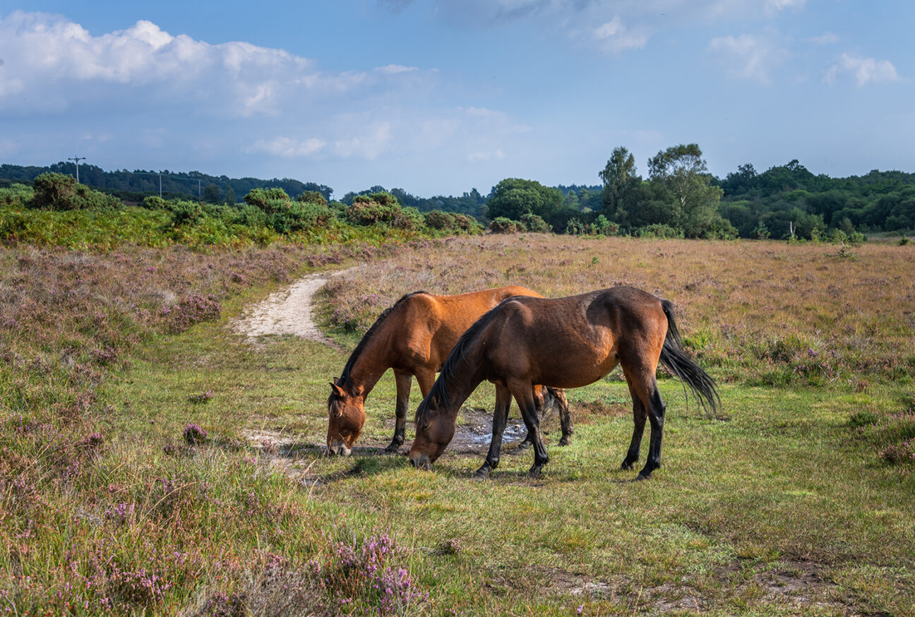 West Dorset Leisure Holidays