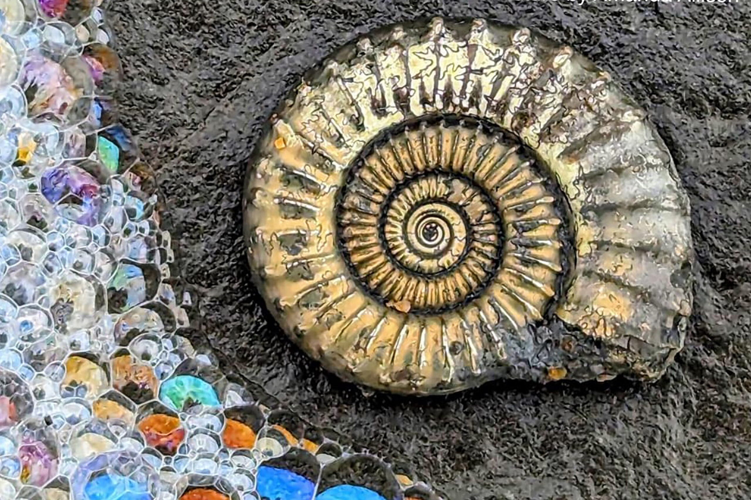 Lyme Regis Fossils West Dorset Leisure Holidays Lyme Regis Fossils West Dorset Leisure Holidays