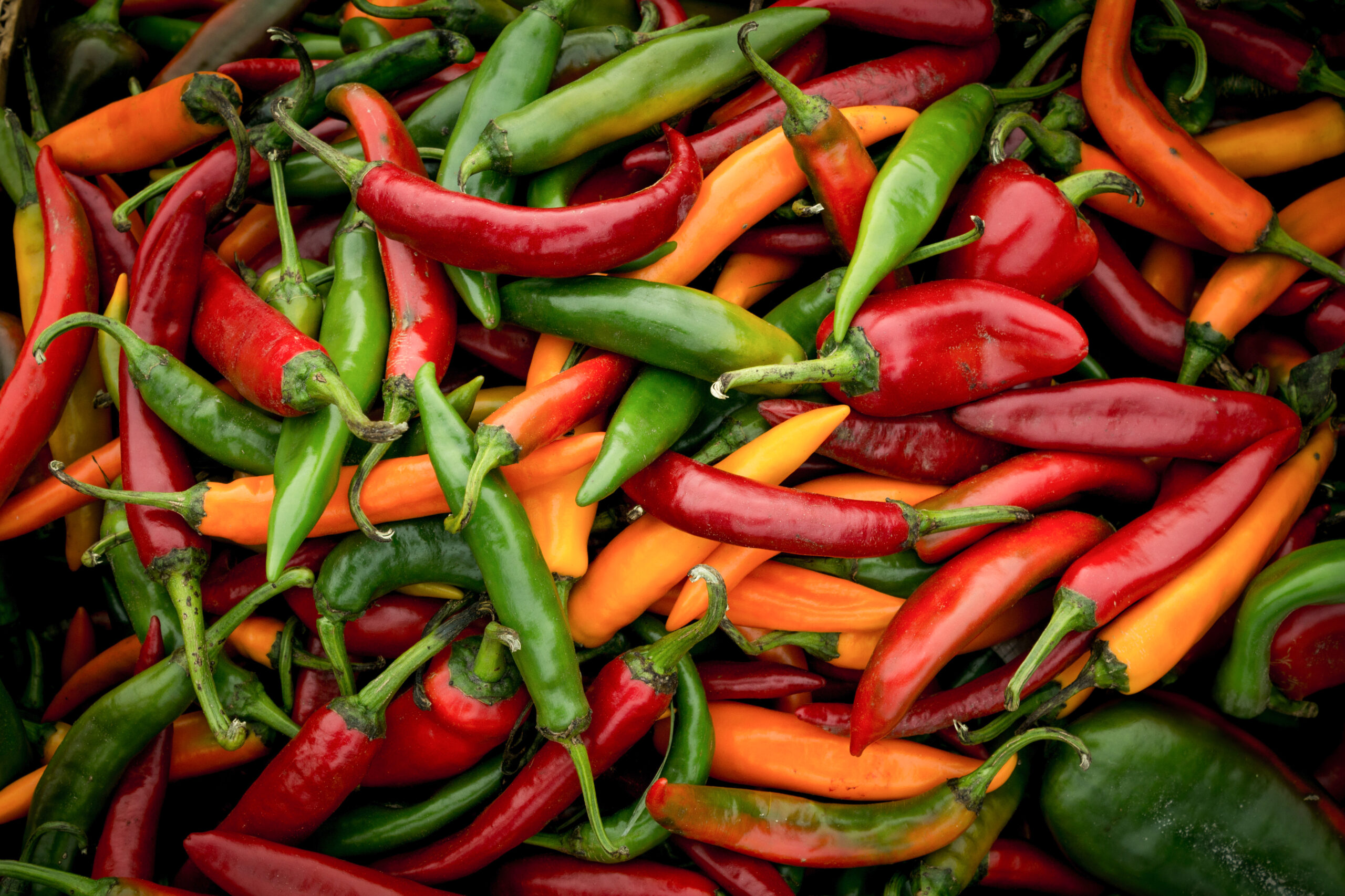 West Dorset Leisure Holidays