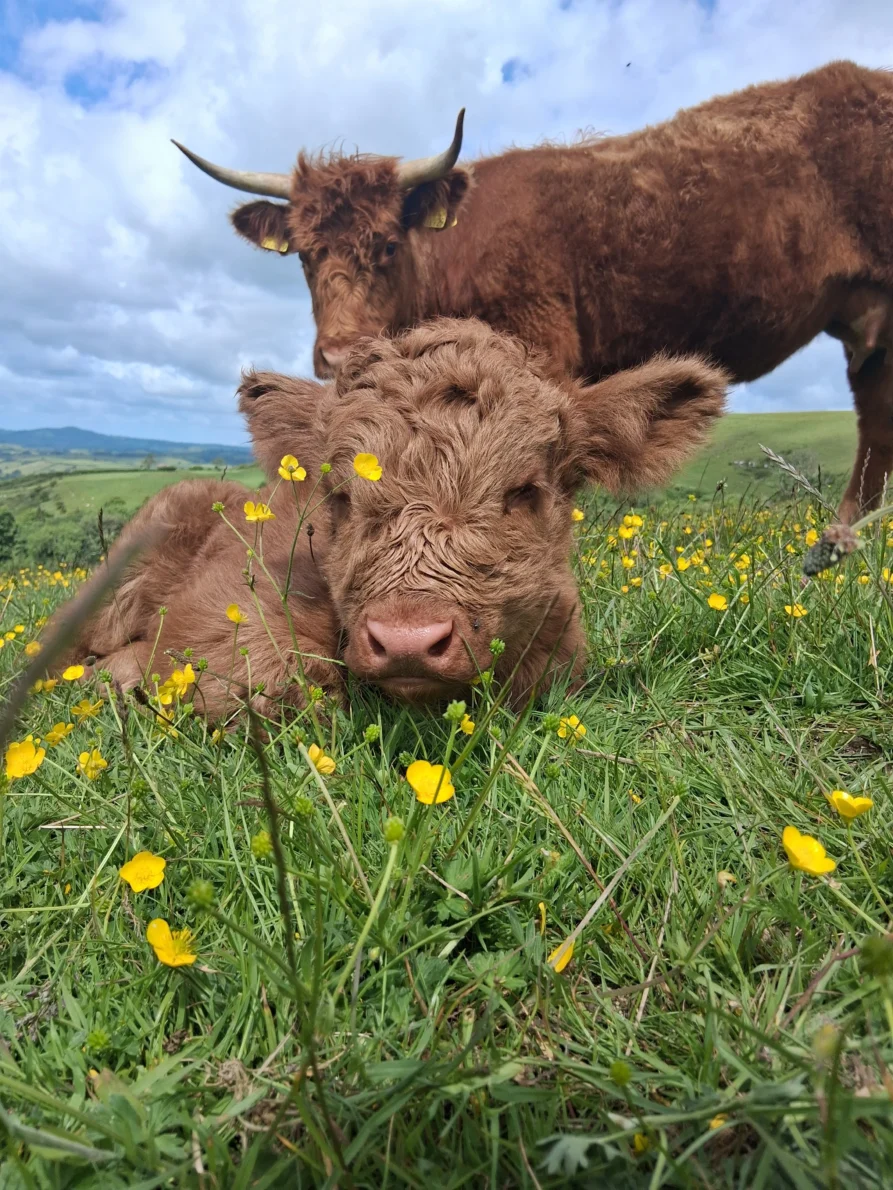 West Dorset Leisure Holidays