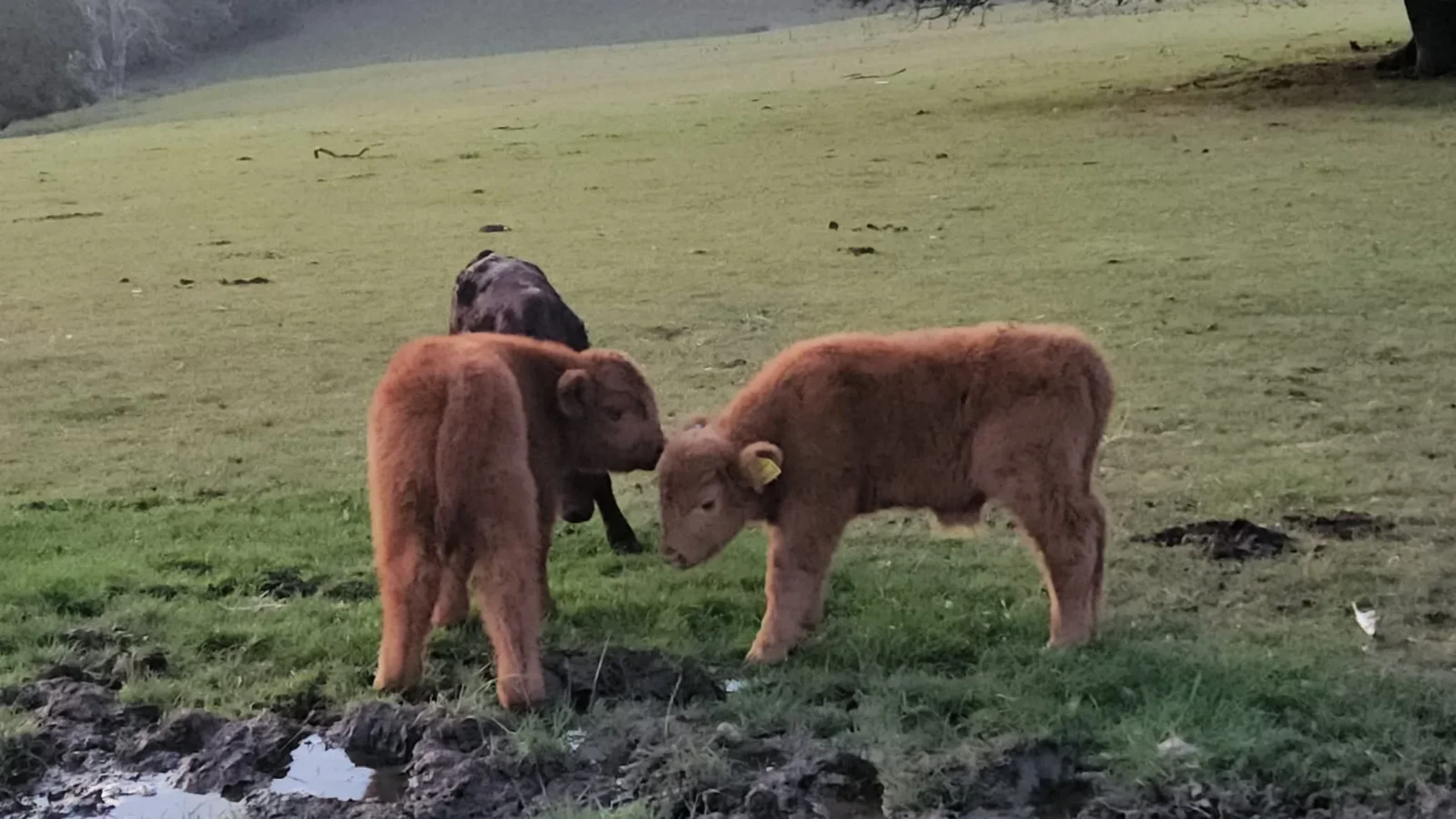 West Dorset Leisure Holidays